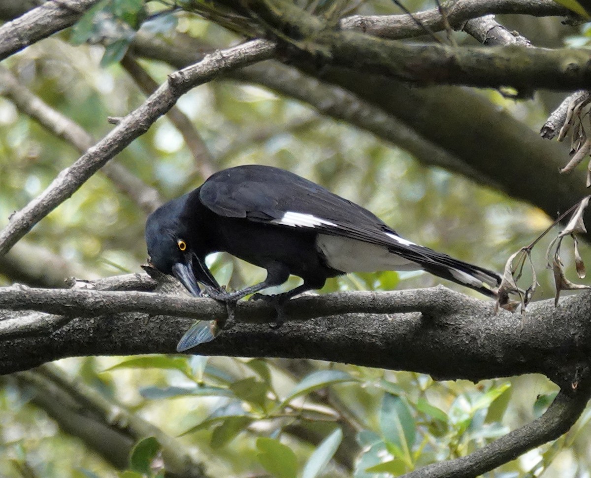 Verdugo Pío - ML645532693