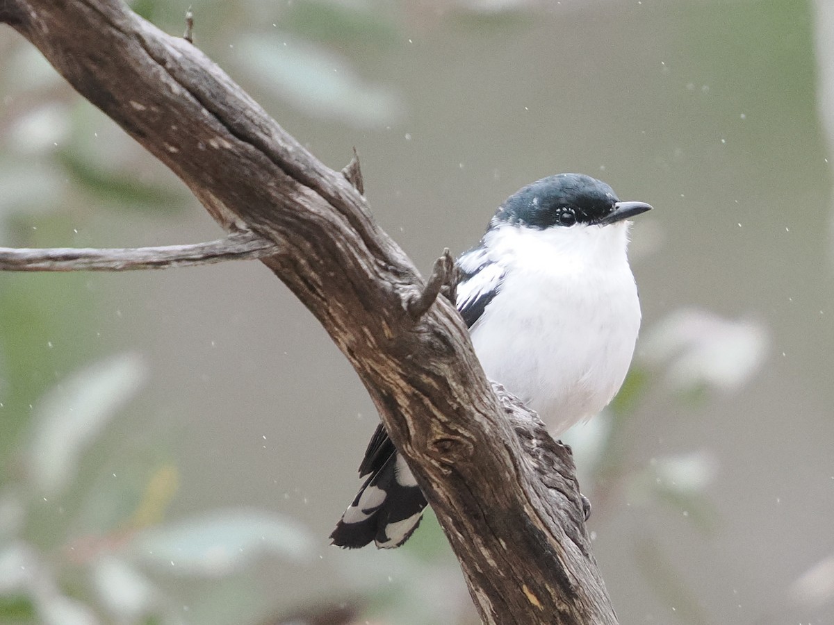 White-winged Triller - ML645532694