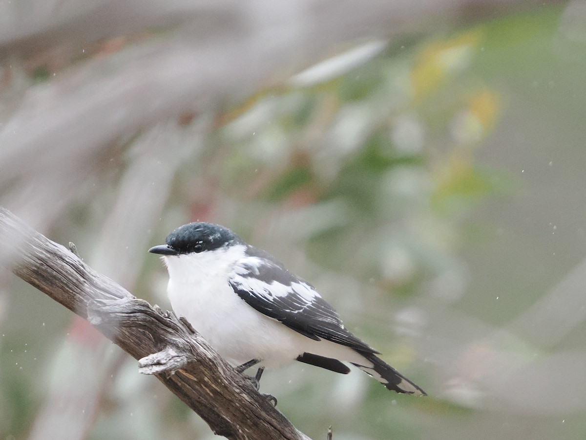 White-winged Triller - ML645532695