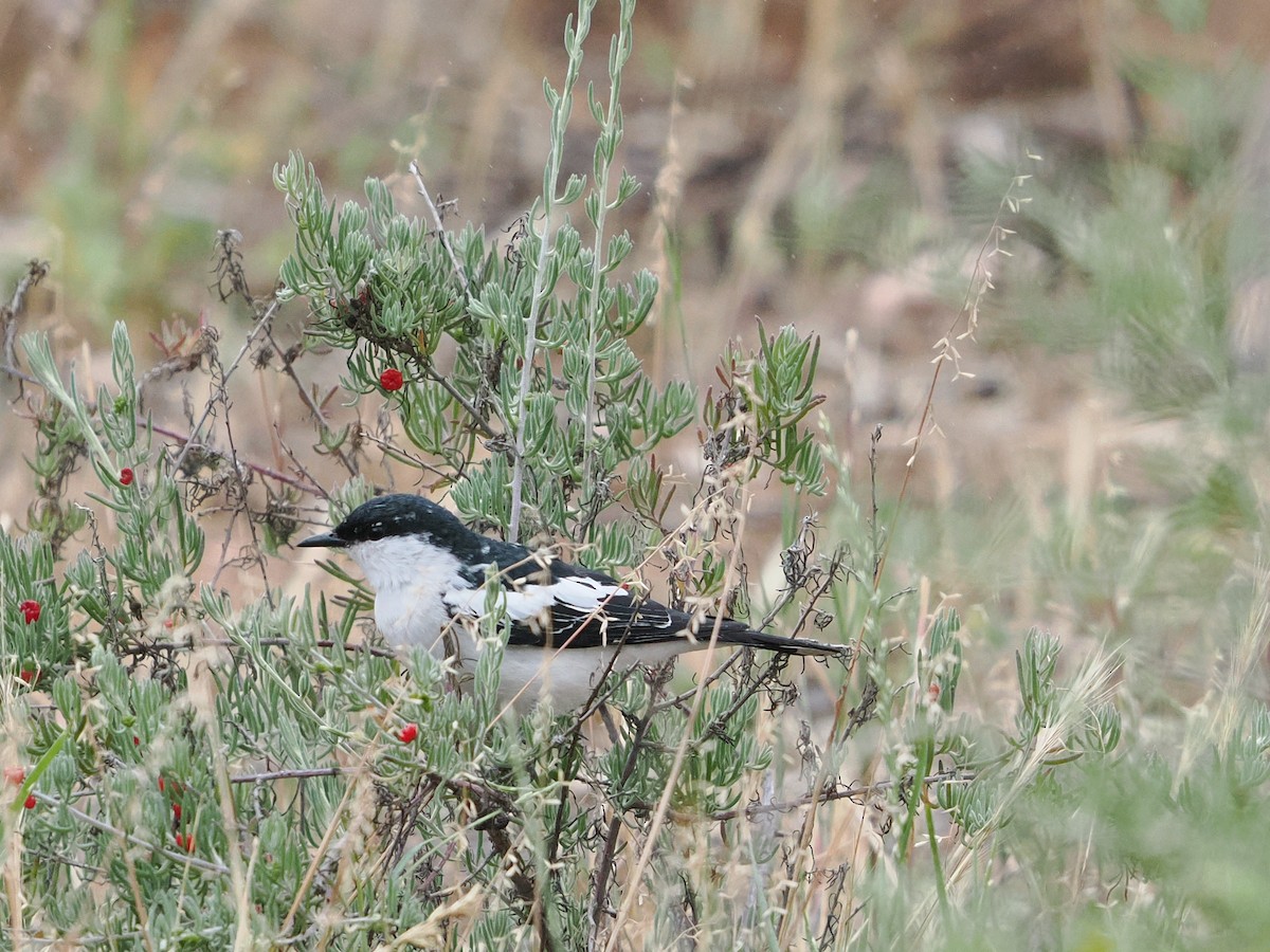 White-winged Triller - ML645532696