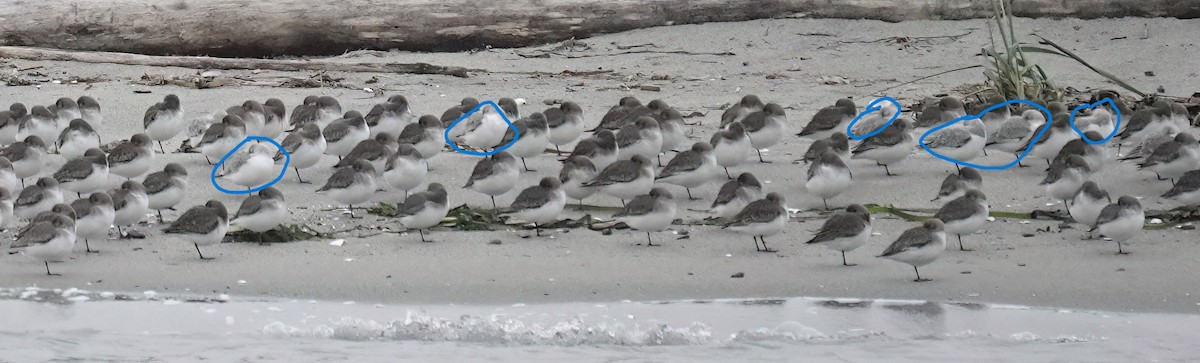 jespák písečný - ML645532699