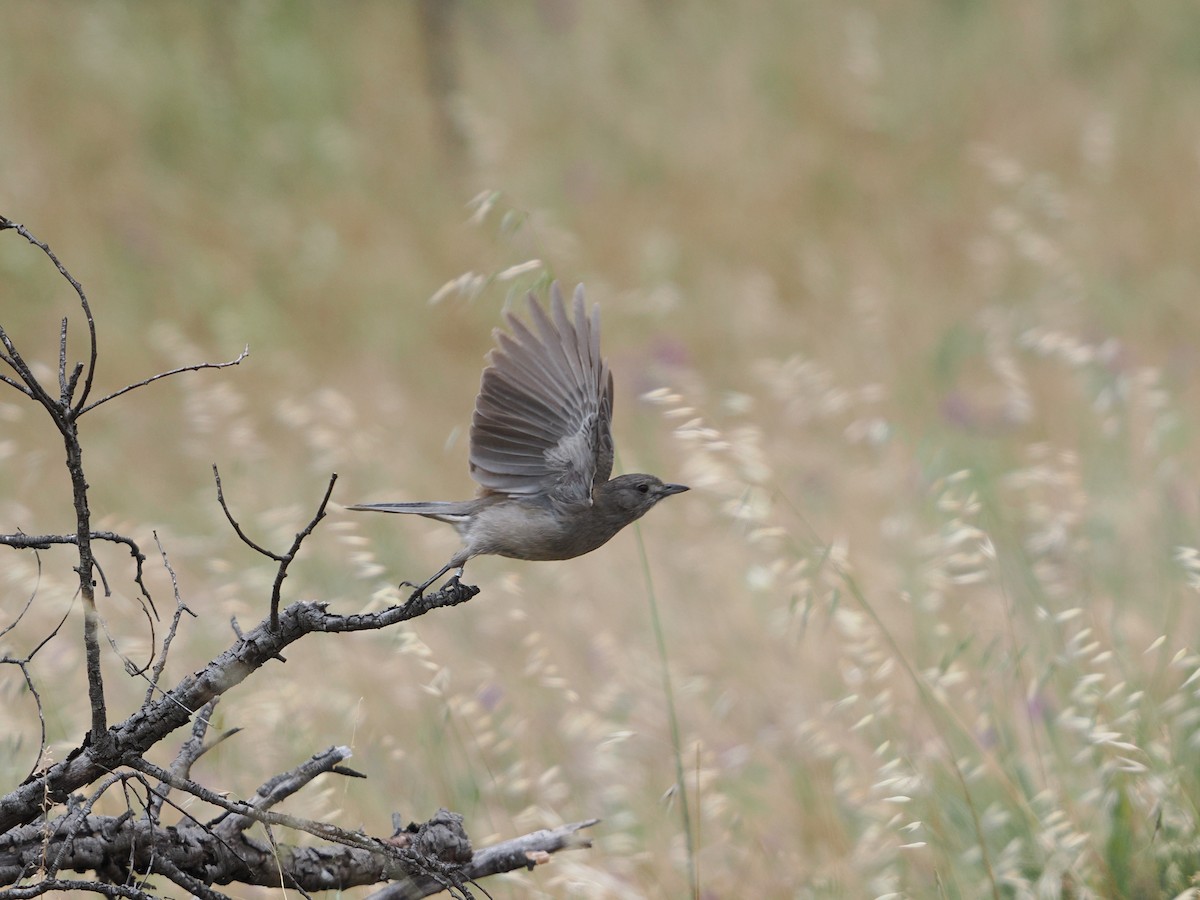Gray Shrikethrush - ML645532700