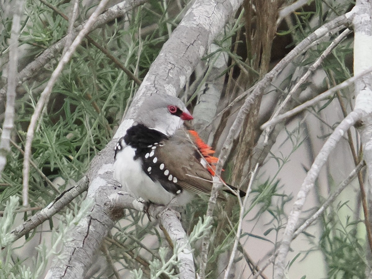 Diamond Firetail - ML645532704