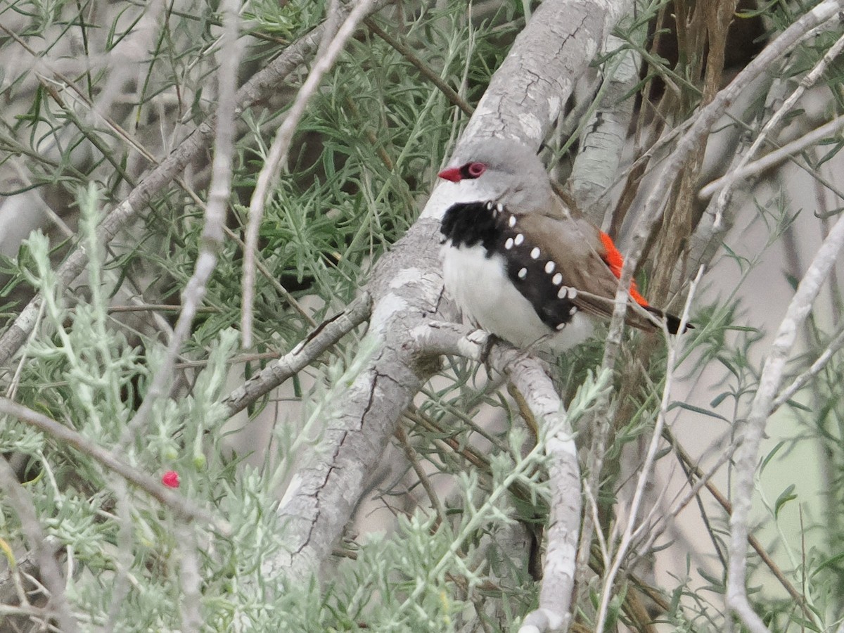 Diamond Firetail - ML645532705