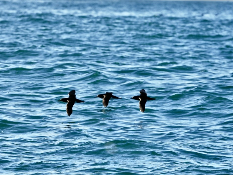 Westlango petrel beltza - ML645532707