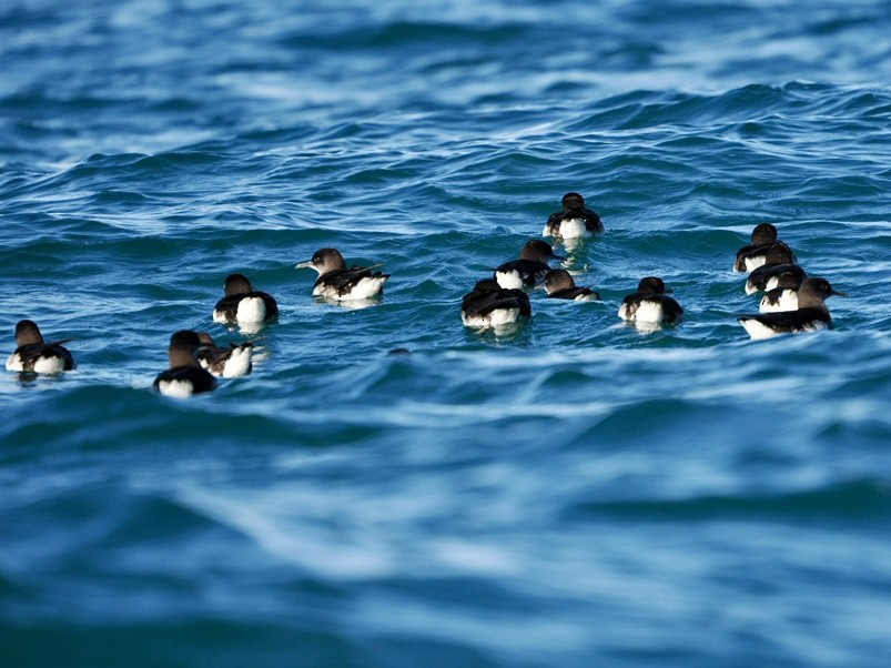 Hutton gabaia - ML645532708