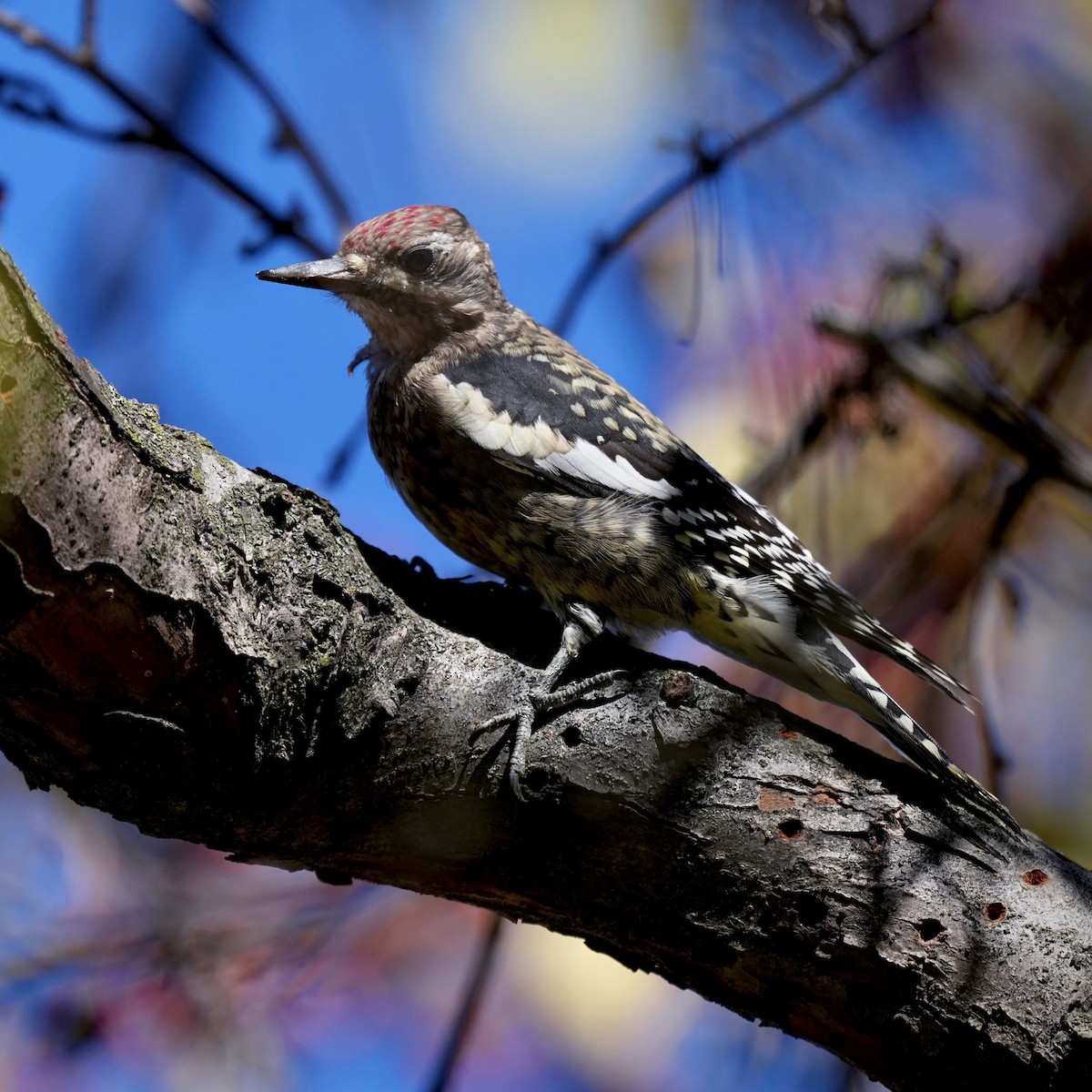 Дятел-смоктун жовточеревий - ML645532709