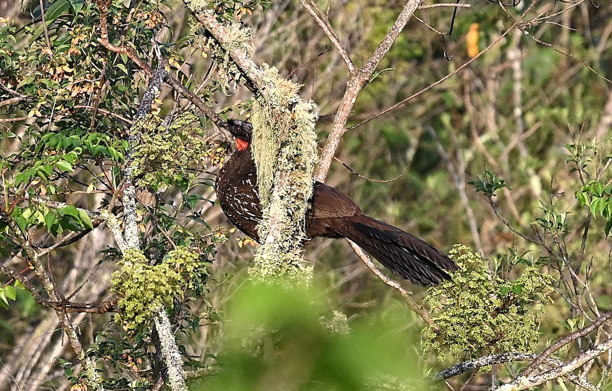 Yungas Guan - ML645532710