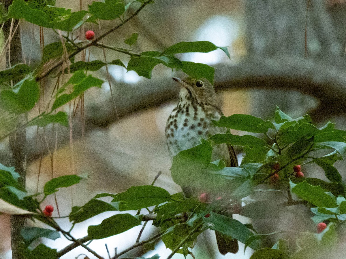 Hermit Thrush - ML645532729
