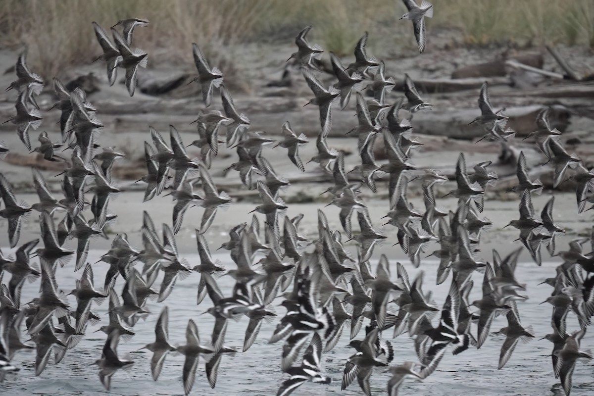 Dunlin - ML645532749