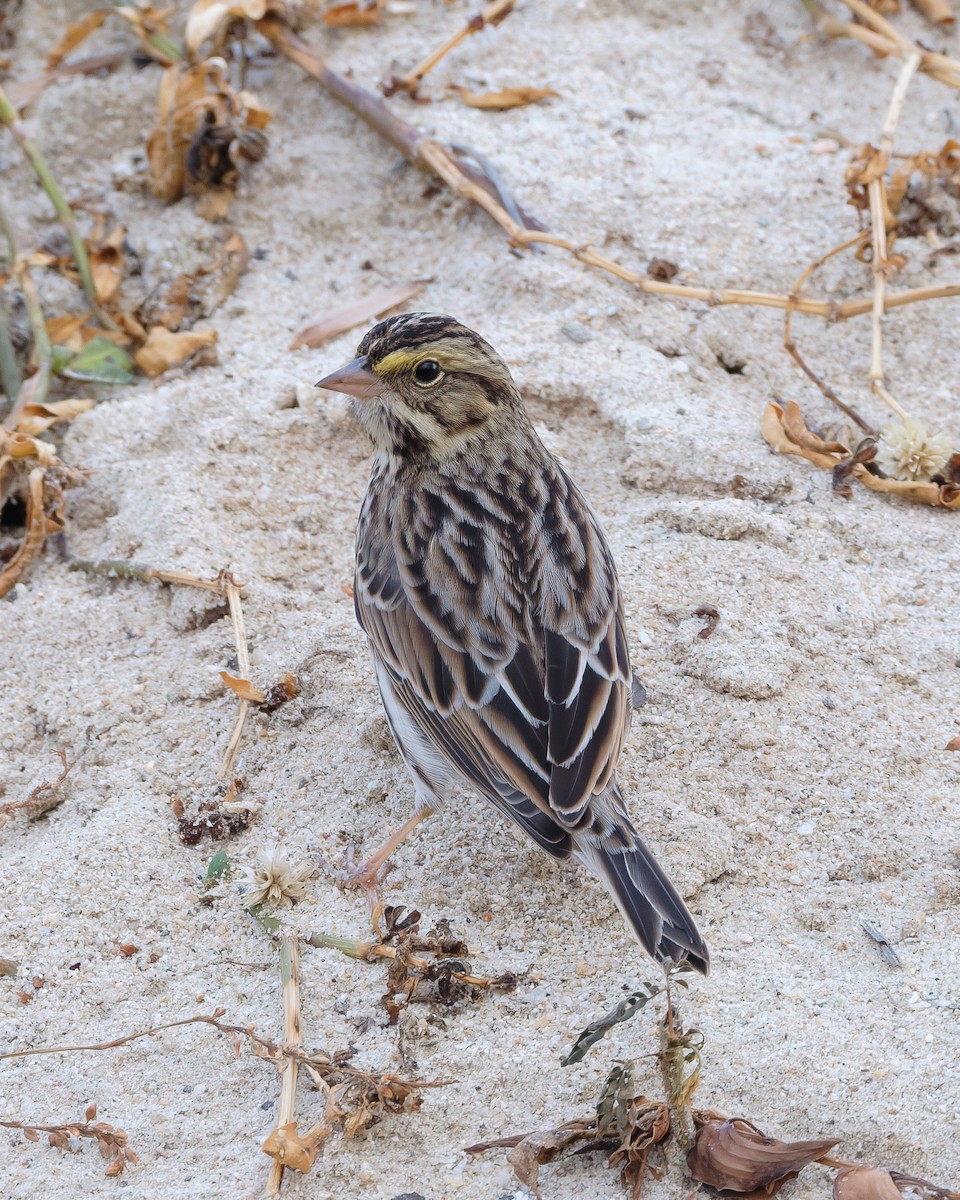 Savannah Sparrow - ML645532753