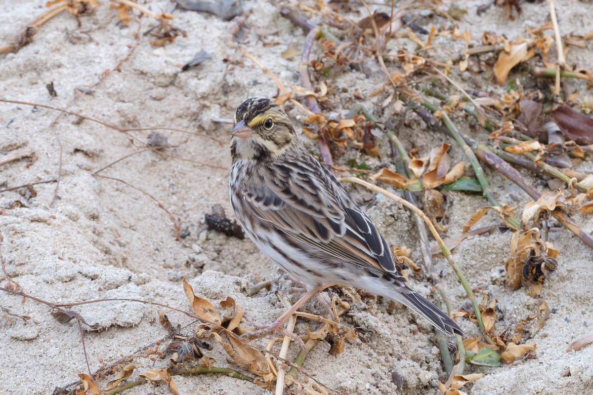 Savannah Sparrow - ML645532754