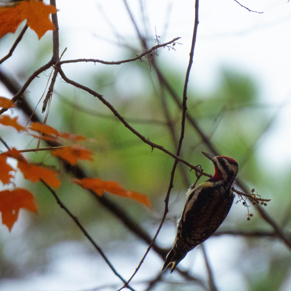 Yellow-bellied Sapsucker - ML645532755
