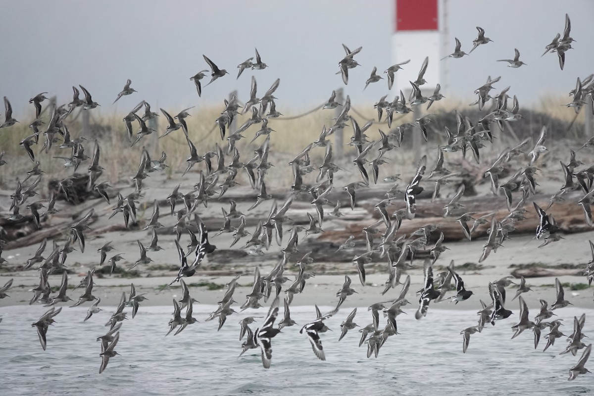 Black Turnstone - ML645532758