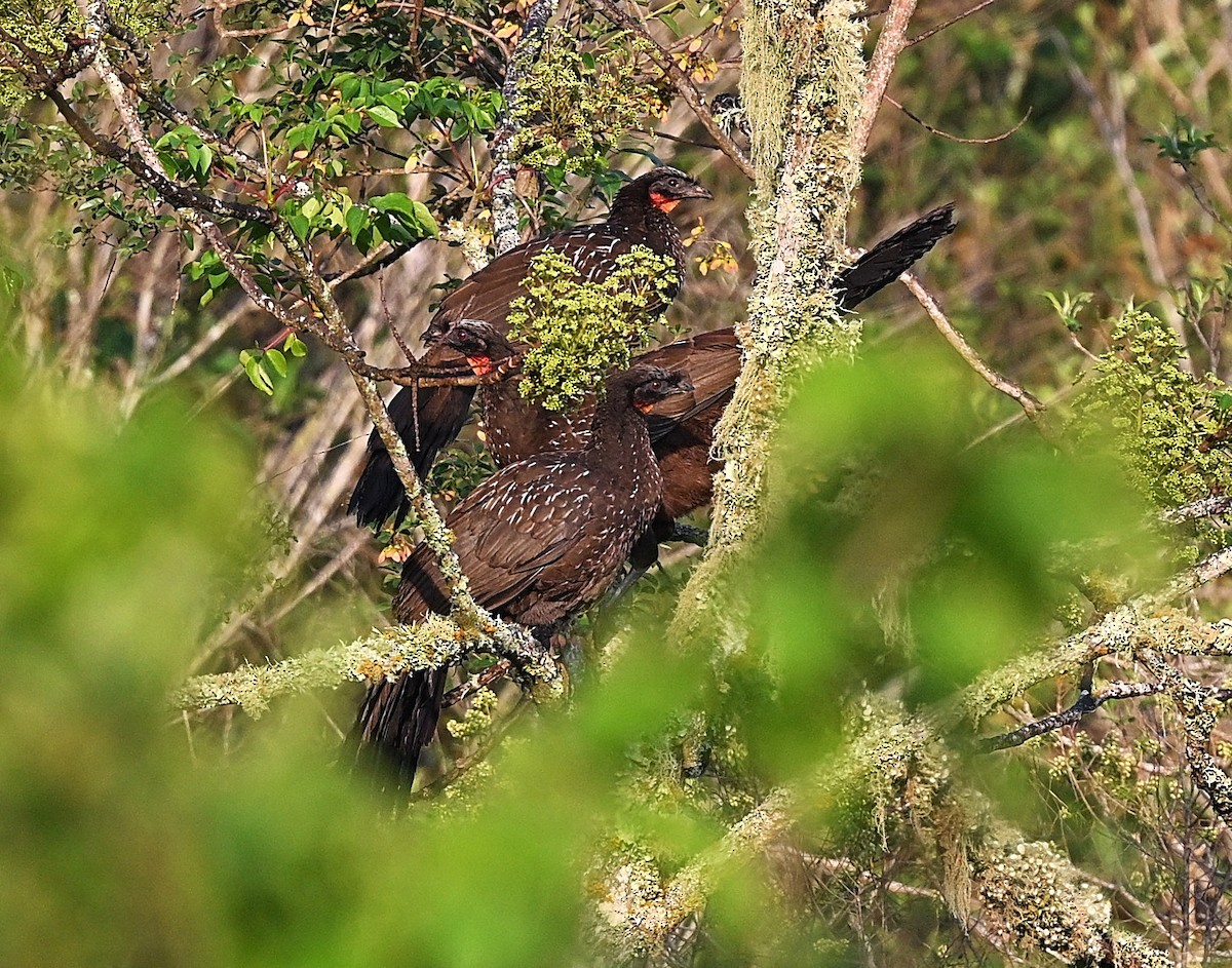 Yungas Guan - ML645532761