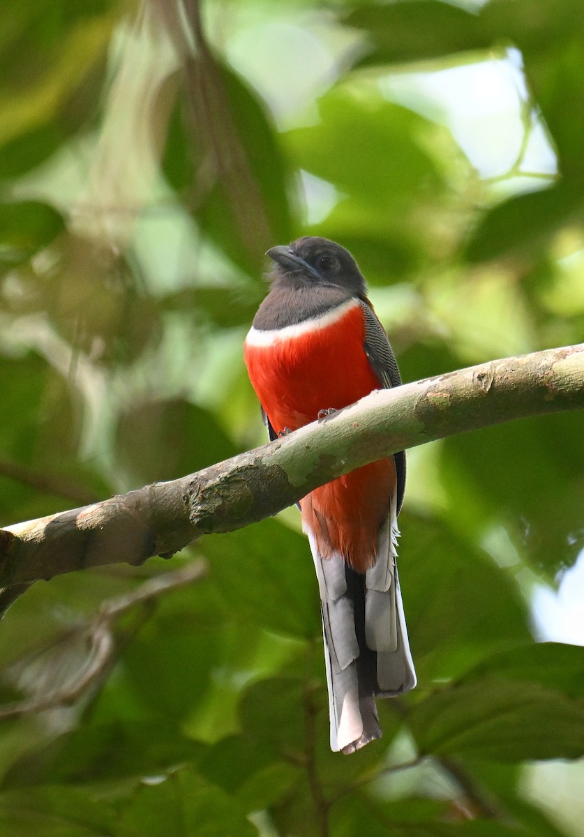 Malabar Trogon - ML645532771