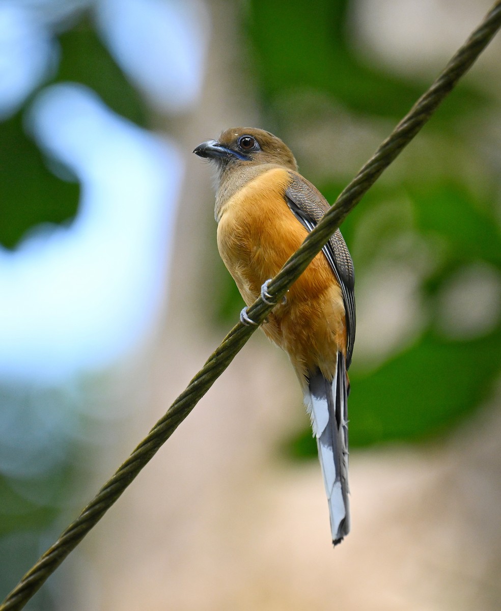 Malabar Trogon - ML645532772