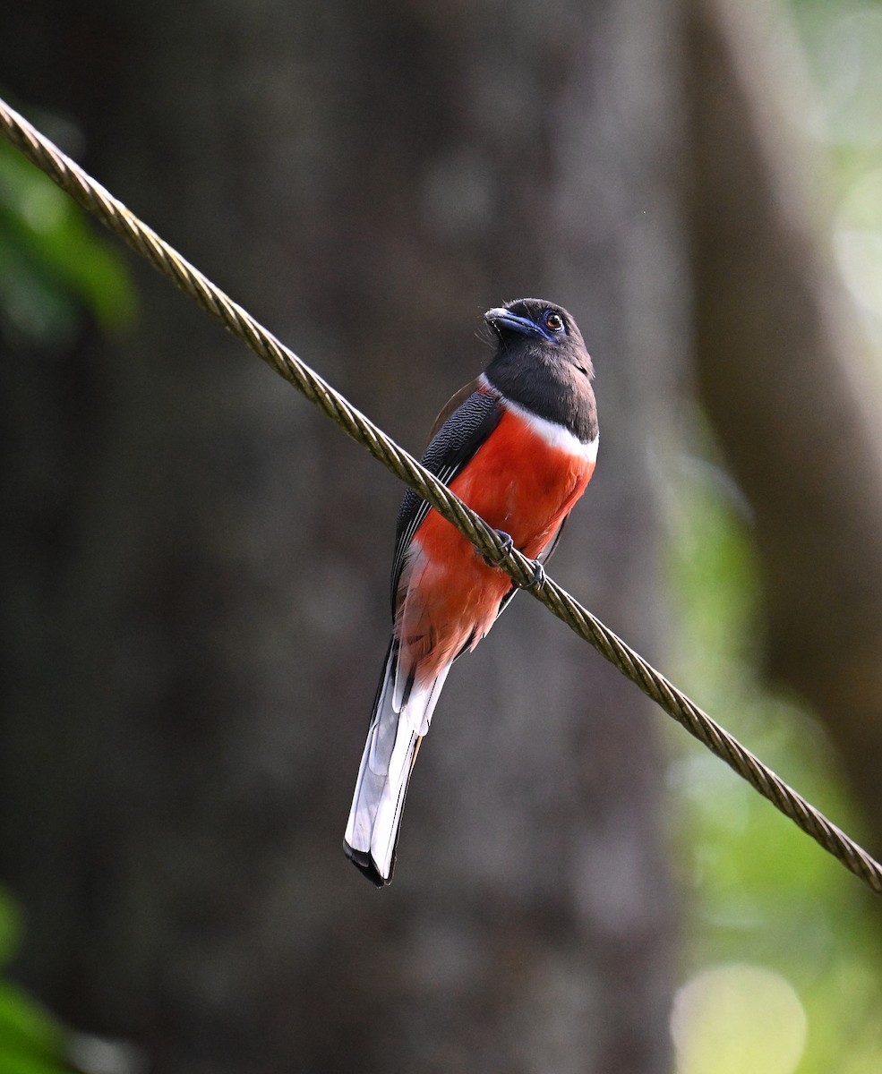 Malabar Trogon - ML645532773