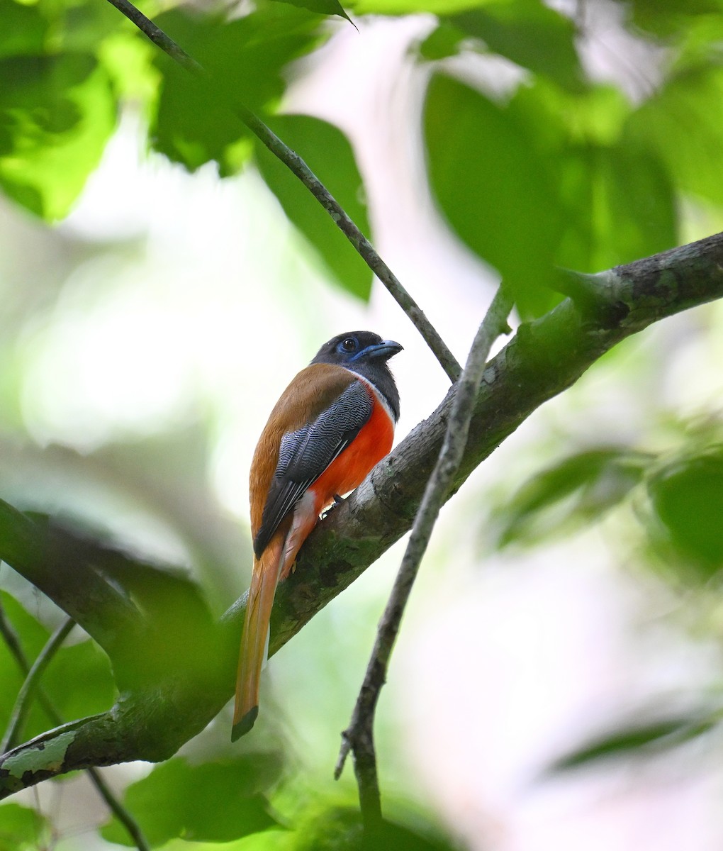 Malabar Trogon - ML645532774