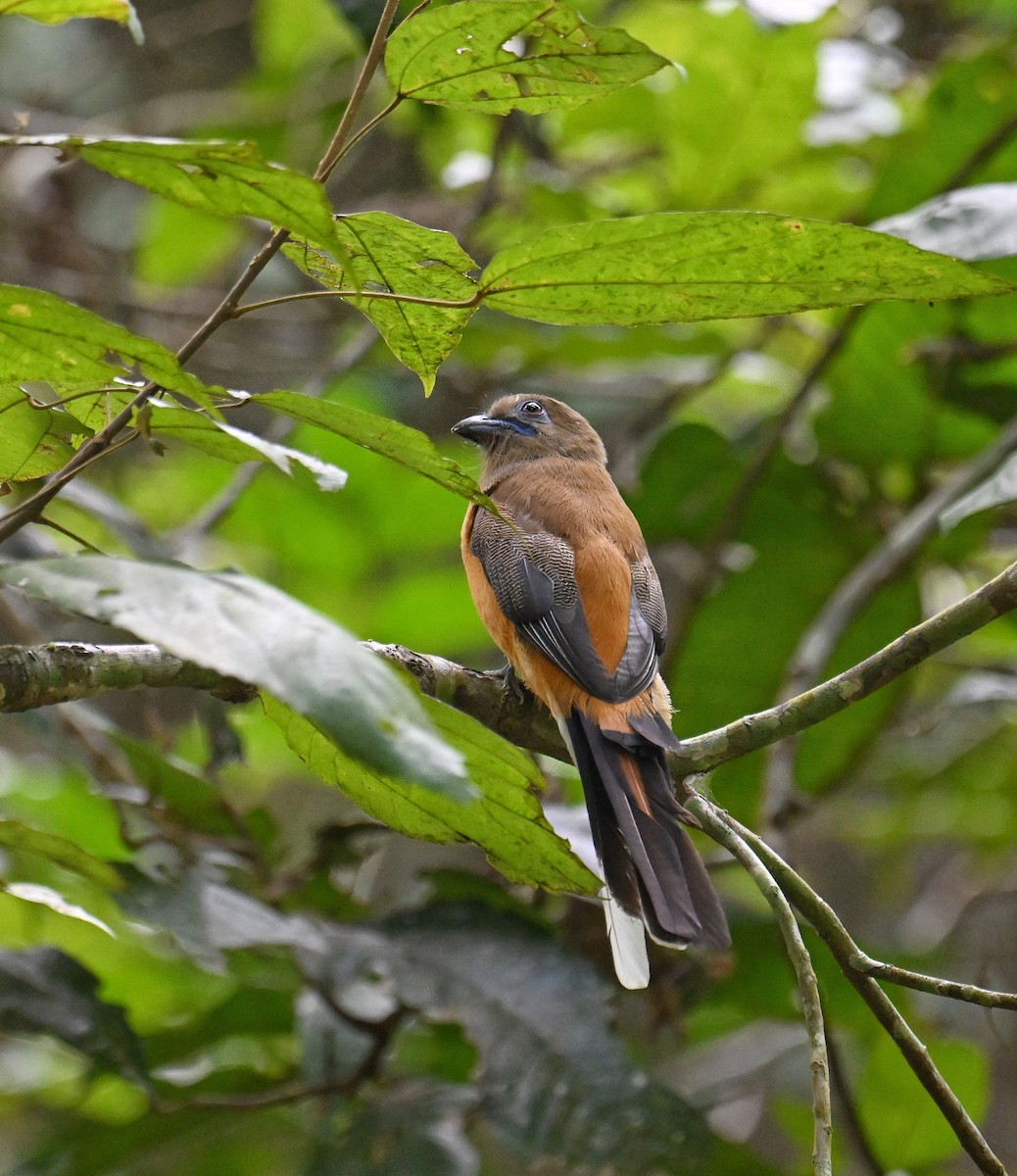 Malabar Trogon - ML645532775