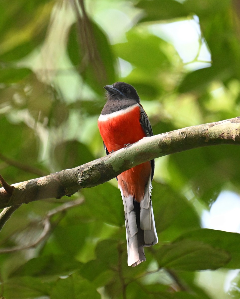 Malabar Trogon - ML645532776