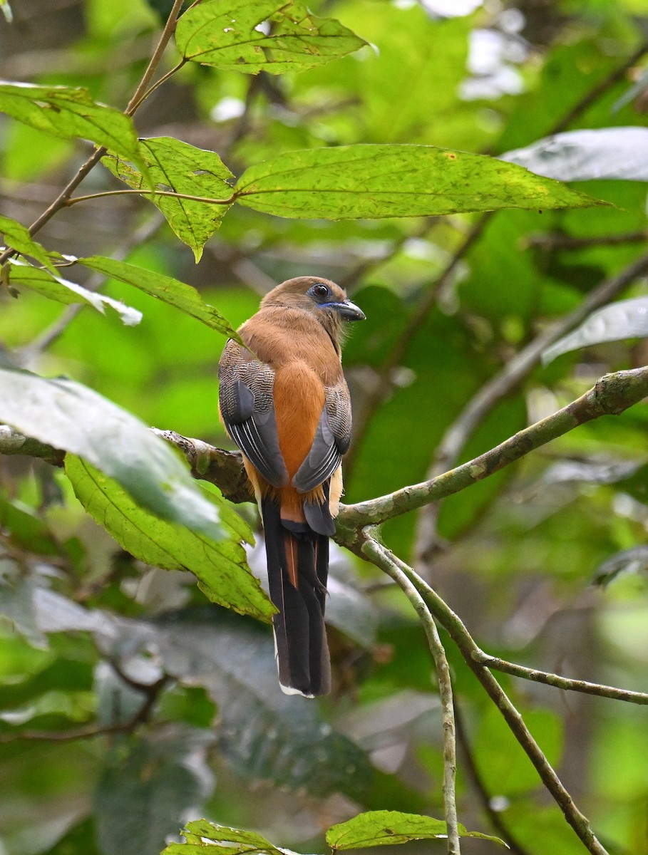 Malabar Trogon - ML645532777