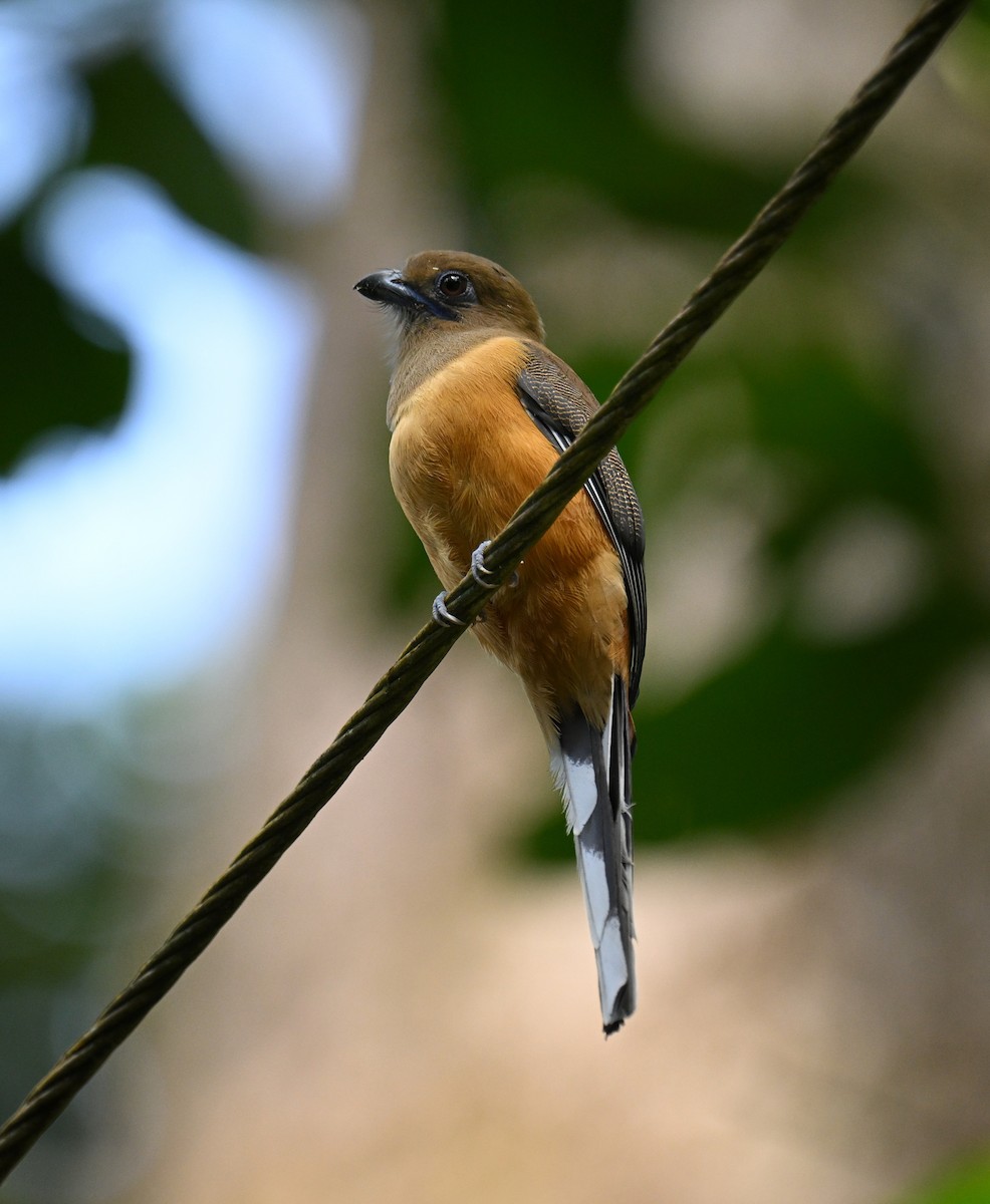 Malabar Trogon - ML645532778