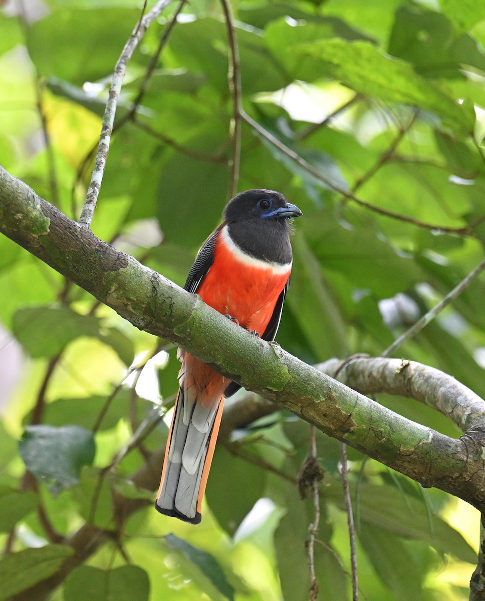 Malabar Trogon - ML645532779
