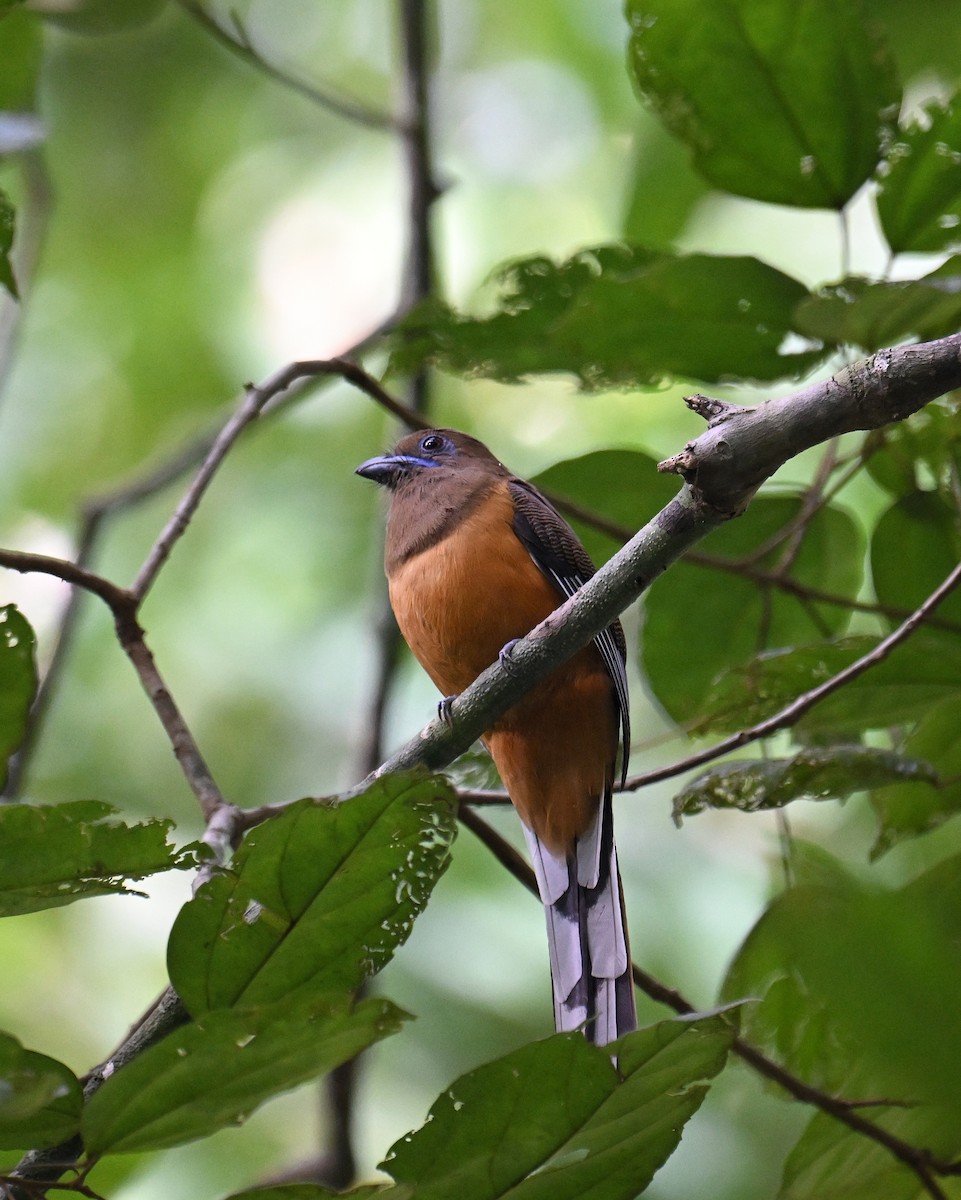 Malabar Trogon - ML645532780