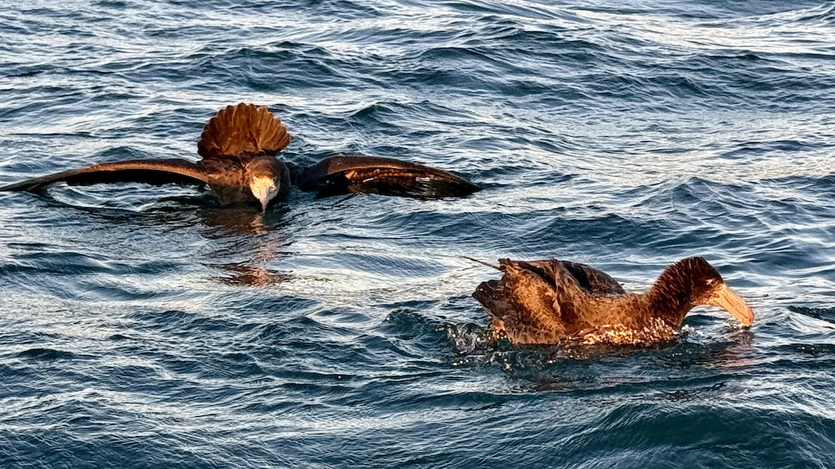 Petreltzar iluna - ML645532781