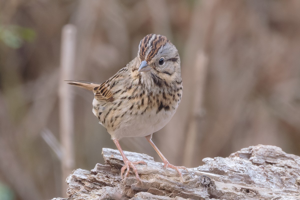 strnadec pruhohlavý - ML645532783