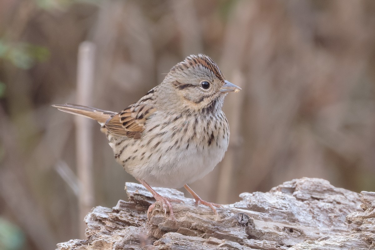 strnadec pruhohlavý - ML645532784