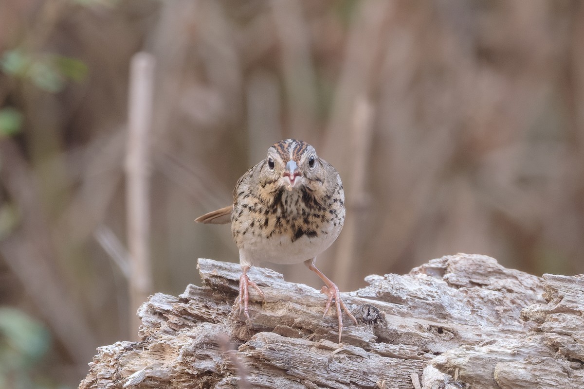 strnadec pruhohlavý - ML645532787