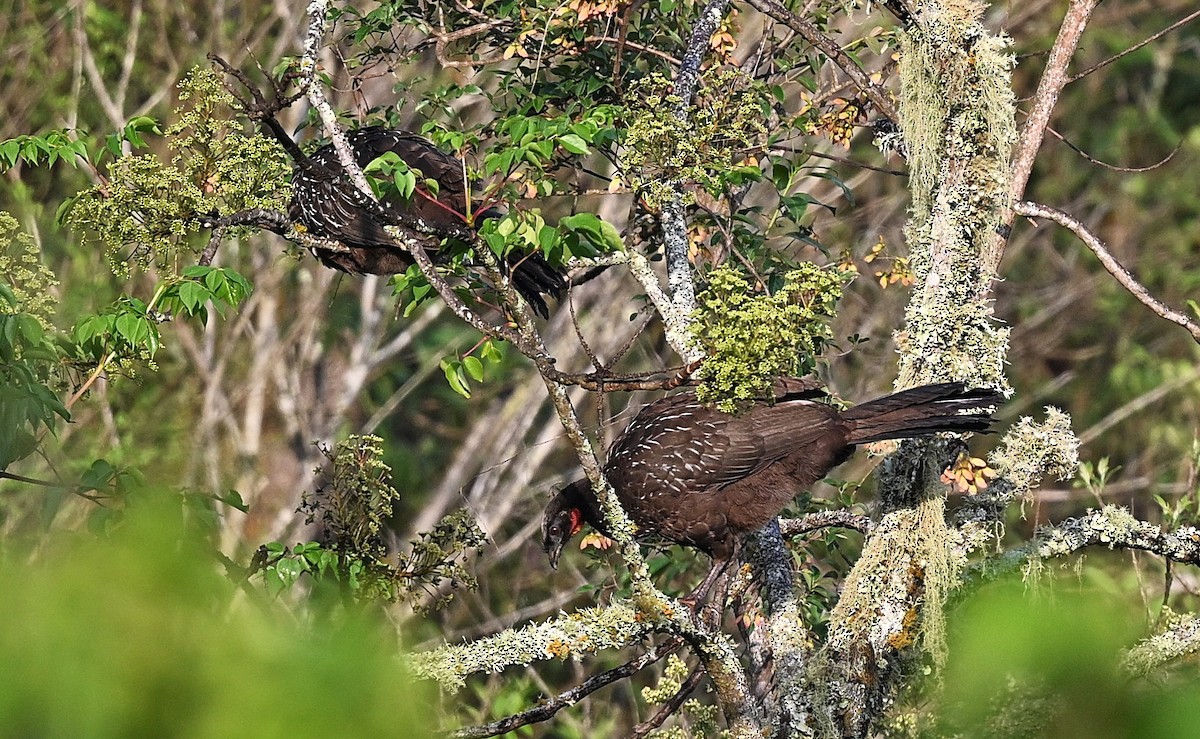 Yungas Guan - ML645532789