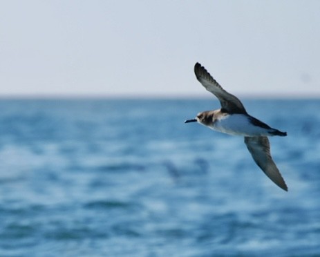 Petrel kokots-zuria - ML645532790