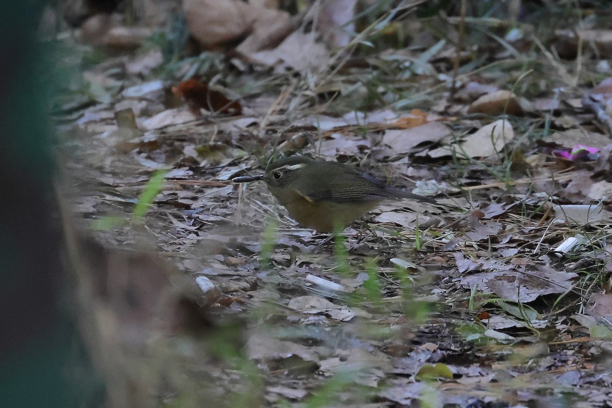 White-browed Bush-Robin - ML645532823