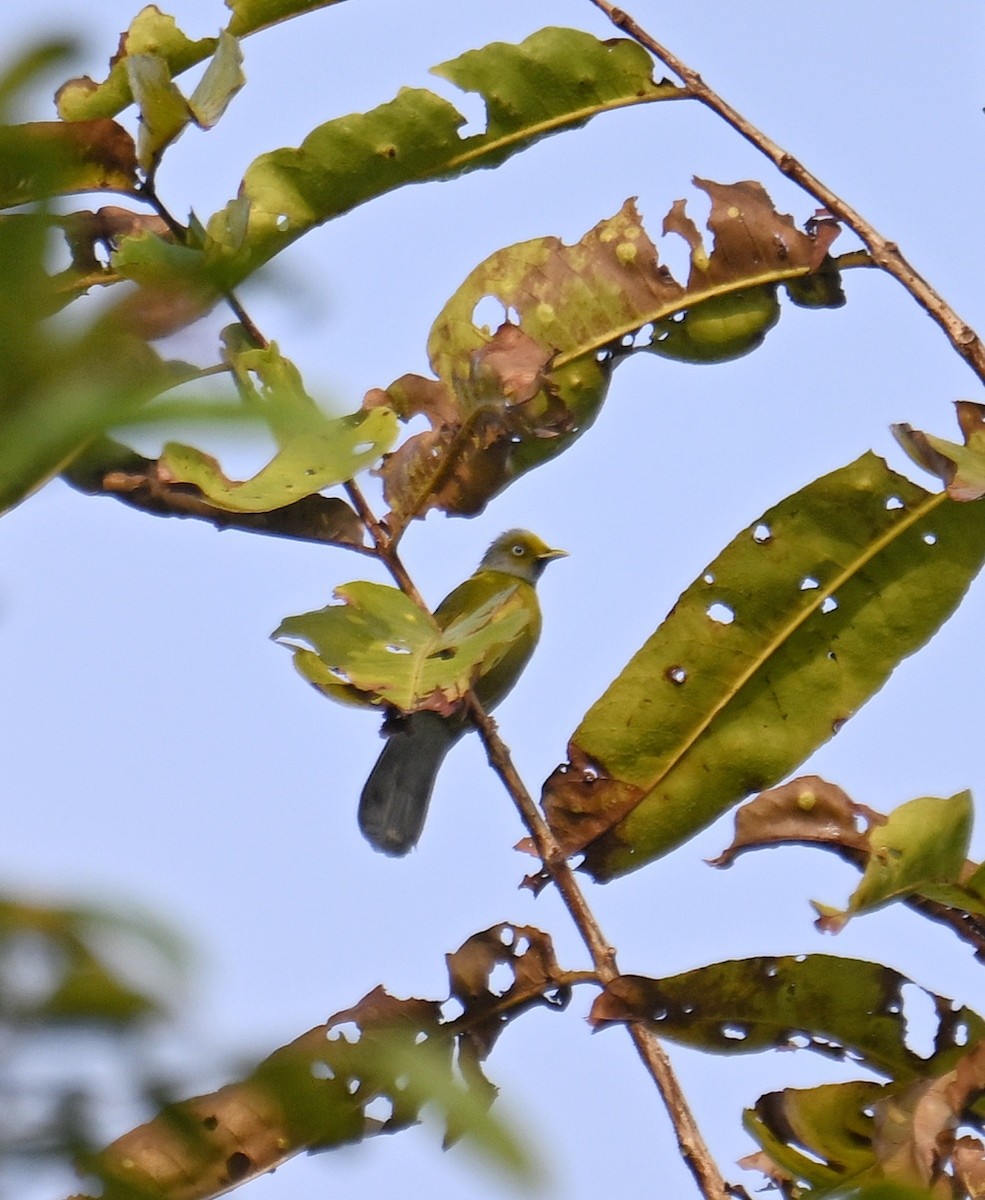 Gray-headed Bulbul - ML645532841
