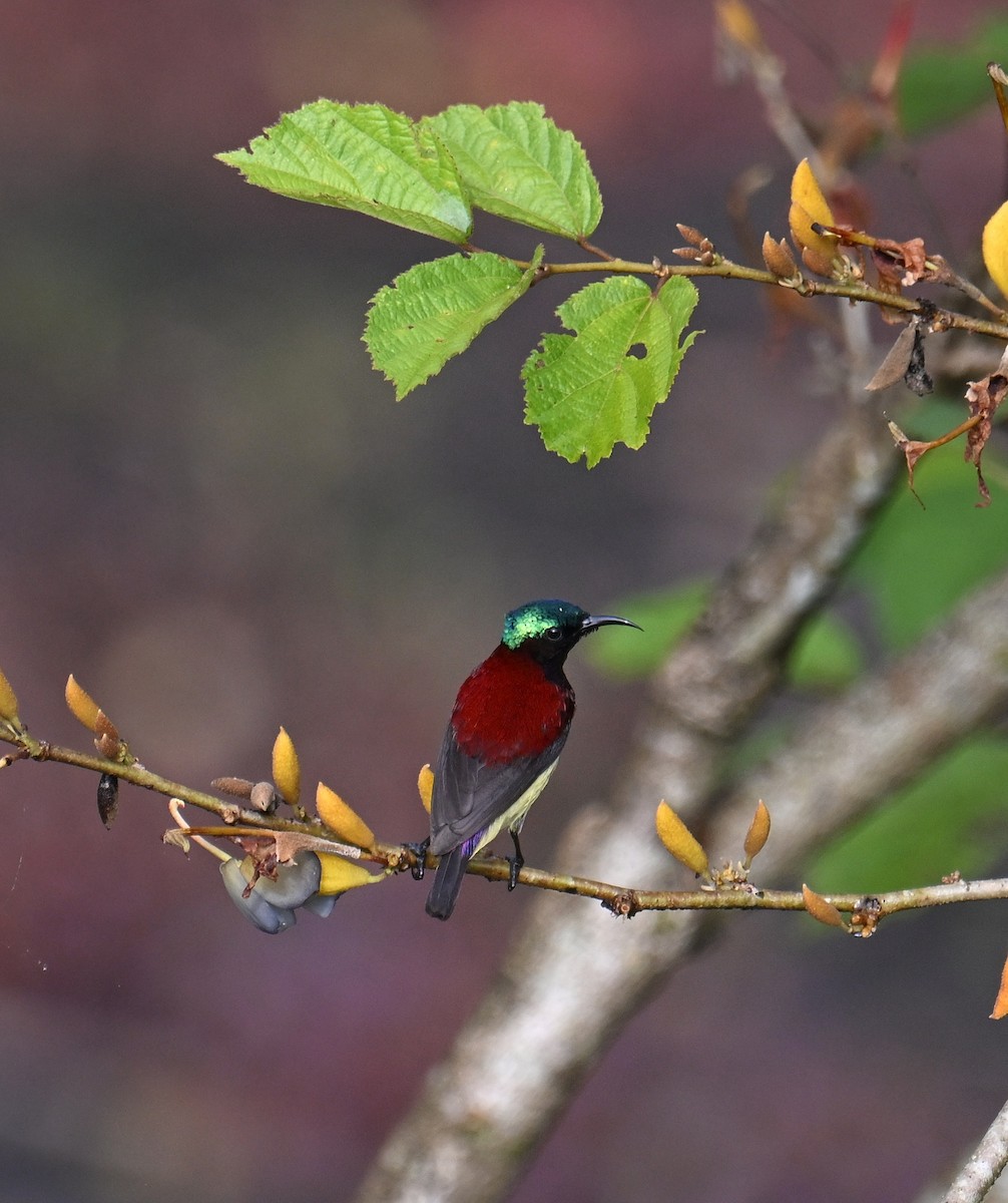 Crimson-backed Sunbird - ML645532860