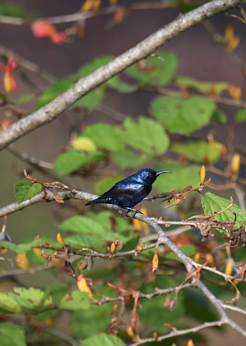 Purple Sunbird - ML645532862