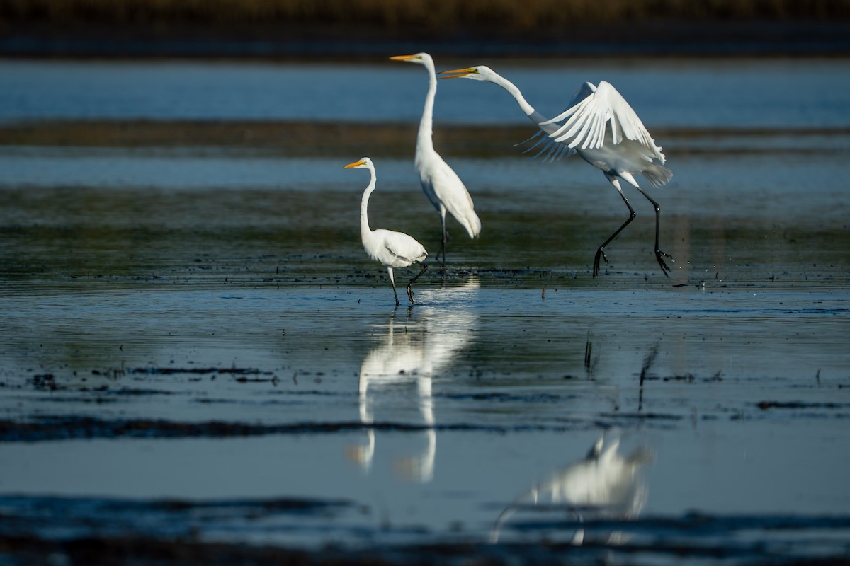 大白鷺 - ML645532863