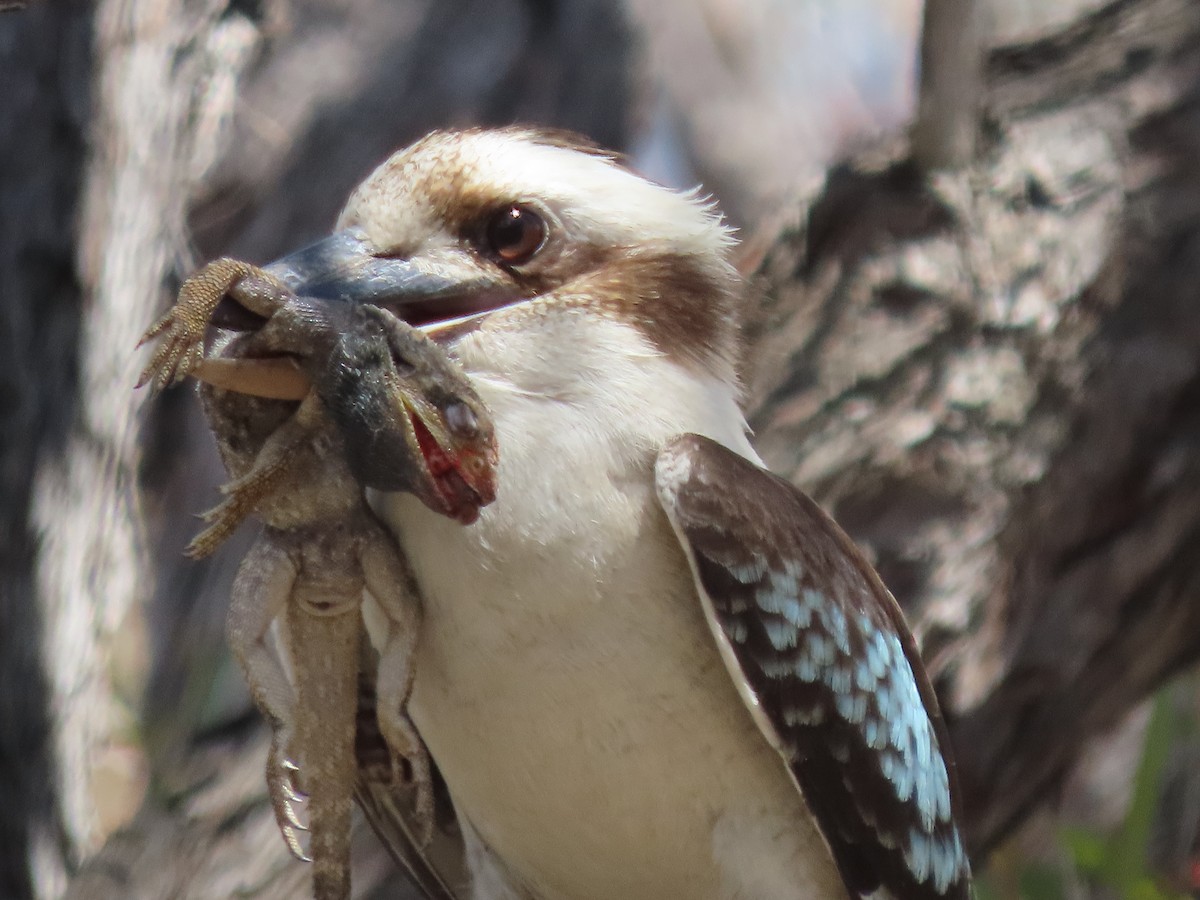 Laughing Kookaburra - ML645532867