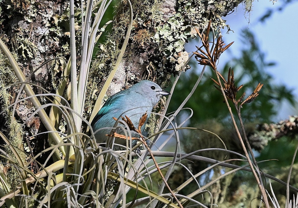 Sayaca Tanager - ML645532869