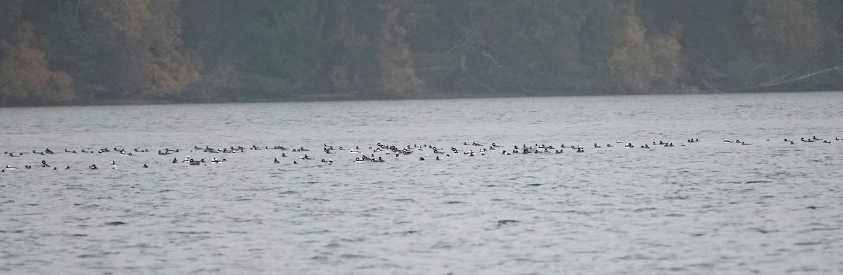 Bufflehead - ML645532870