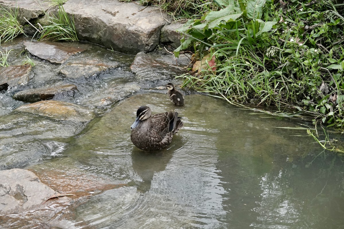 Pacific Black Duck - ML645532871