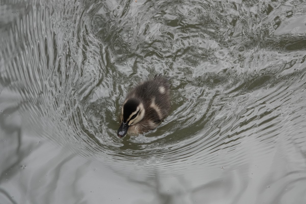 Pacific Black Duck - ML645532872