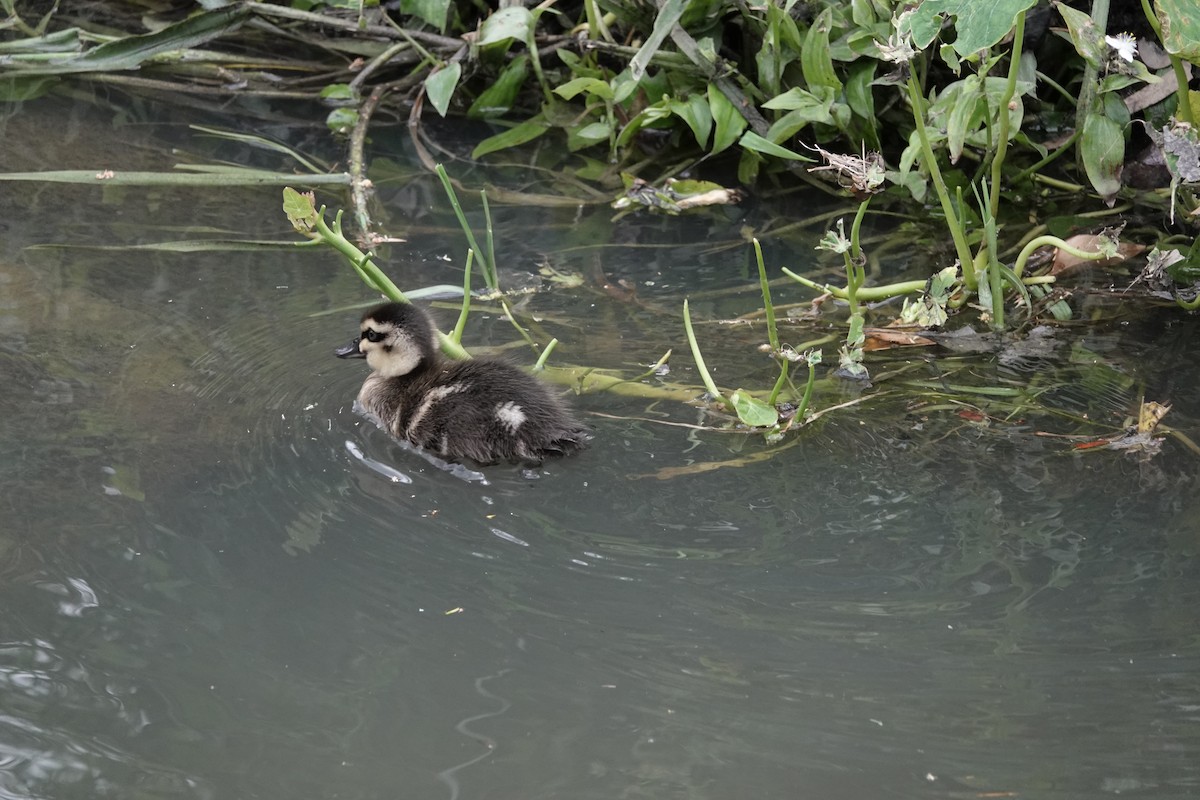 Pacific Black Duck - ML645532873