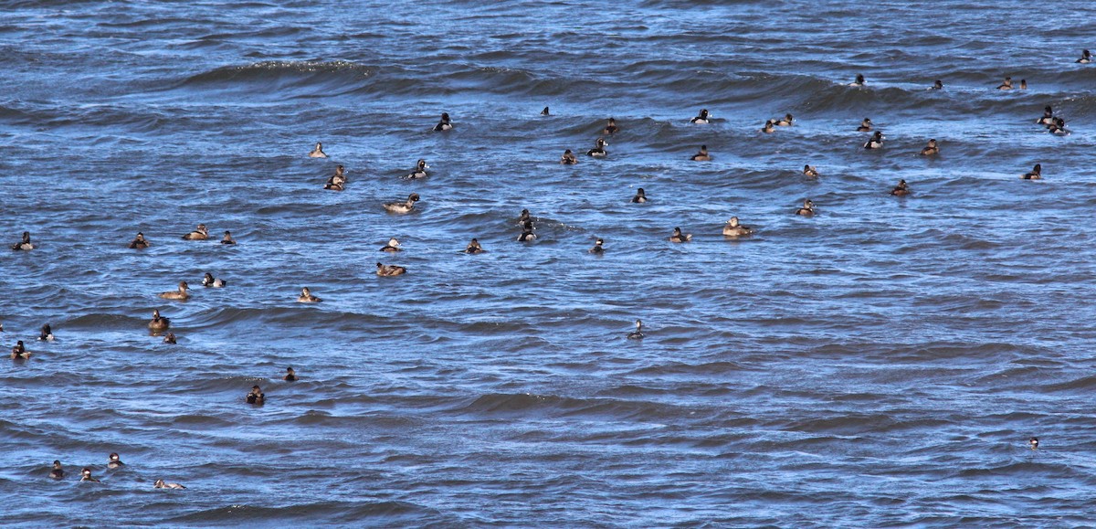 環頸潛鴨 - ML645532874