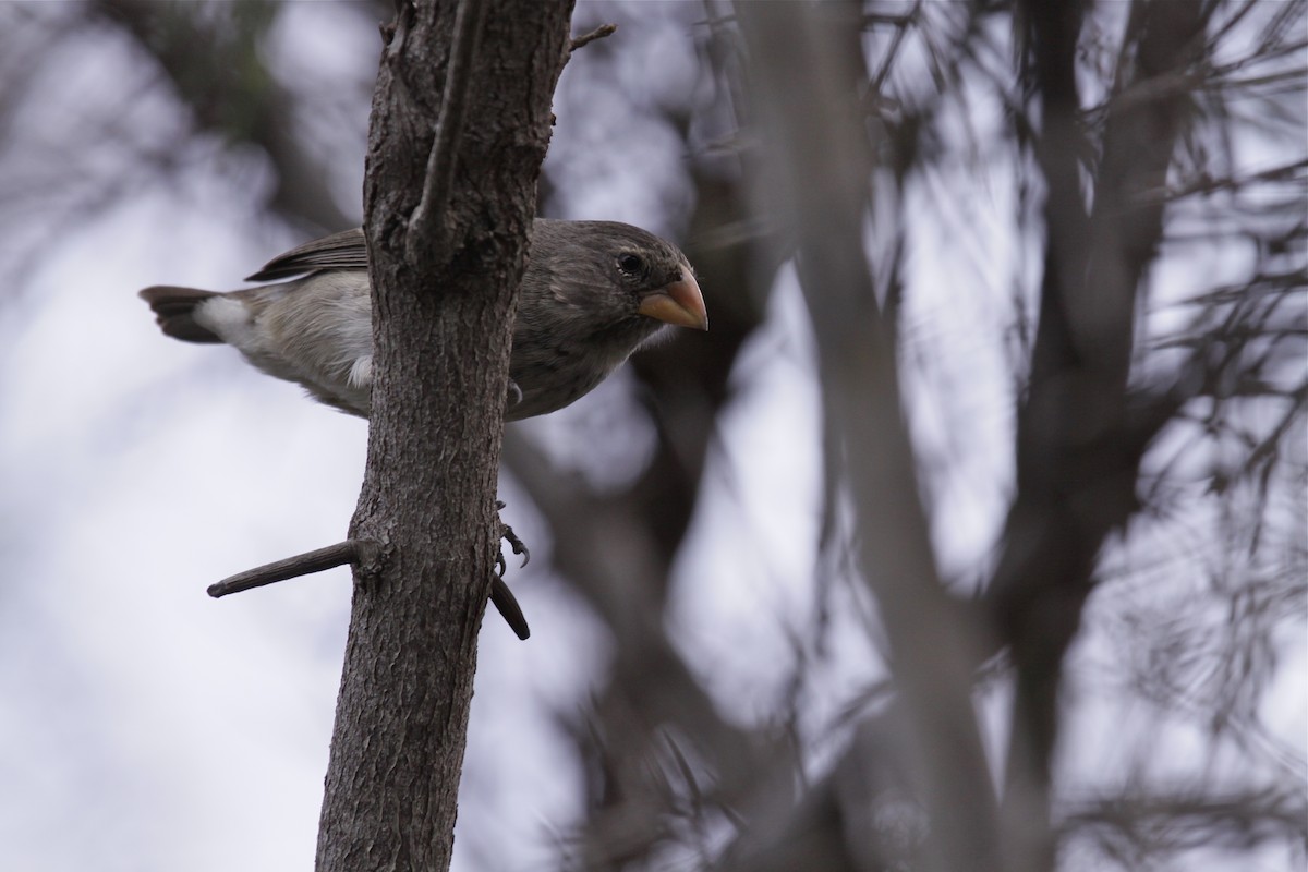 Medium Ground-Finch - ML645532875