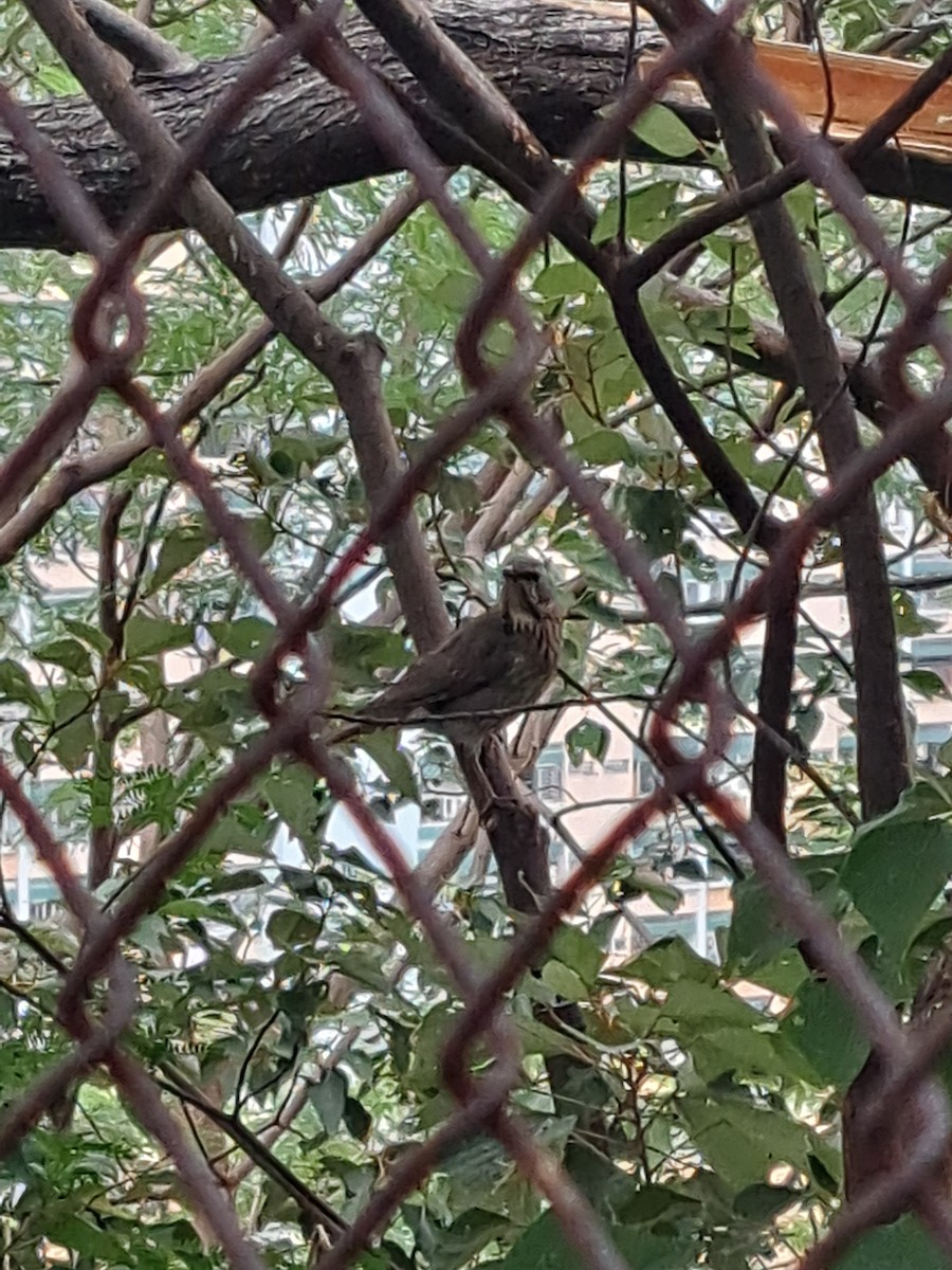 Red-throated Thrush - ML645532876