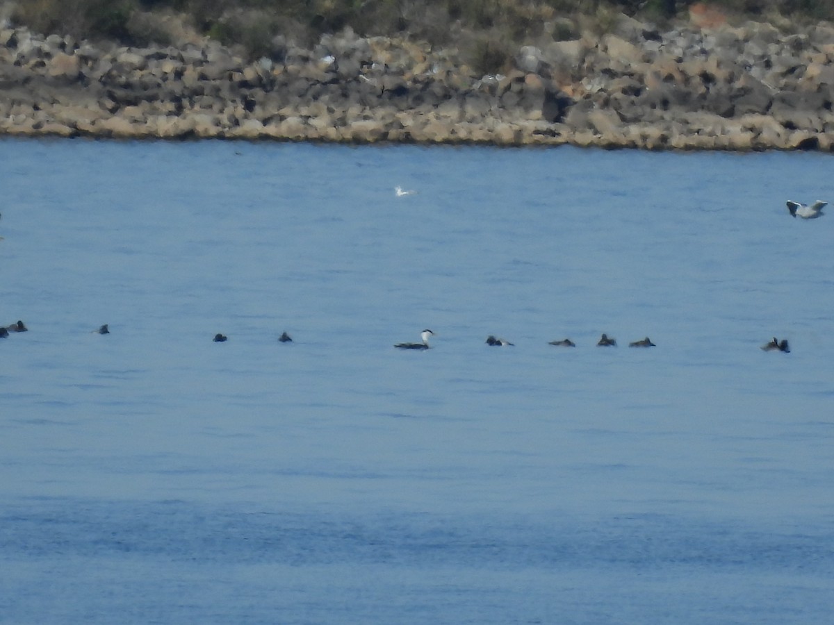 Western Grebe - ML645532877